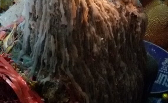 ทำเสน่ห์สายขาว (ตำราเขมร)ดุสิต